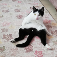 Tekir Kedi, Kedi  FEZA fotoğrafı