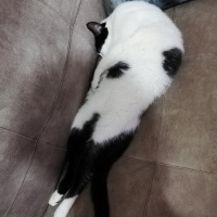 Tekir Kedi, Kedi  FEZA fotoğrafı