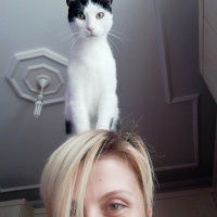 Tekir Kedi, Kedi  FEZA fotoğrafı