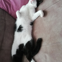 Tekir Kedi, Kedi  FEZA fotoğrafı