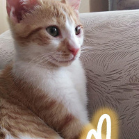 Sarman, Kedi  Bulgur fotoğrafı