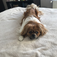 Pekingese, Köpek  Çakıl fotoğrafı