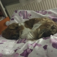 Pekingese, Köpek  Çakıl fotoğrafı