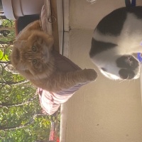 Tekir Kedi, Kedi  Gofret fotoğrafı