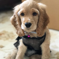 Amerikan Cocker Spaniel, Köpek  Lodos fotoğrafı
