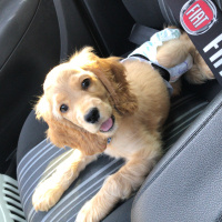Amerikan Cocker Spaniel, Köpek  Lodos fotoğrafı