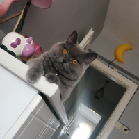 British Shorthair, Kedi  Pati fotoğrafı