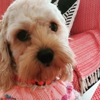 Maltese, Köpek  Mişa fotoğrafı