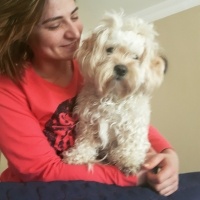 Maltese, Köpek  Mişa fotoğrafı