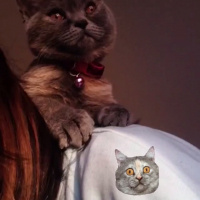 British Shorthair, Kedi  Vegas fotoğrafı