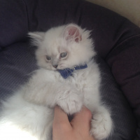 British Shorthair, Kedi  Süt fotoğrafı