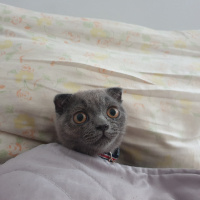 Scottish Fold, Kedi  LEO fotoğrafı