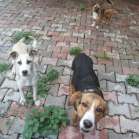 Amerikan Pitbull Terrier, Köpek  Dost fotoğrafı