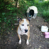 Amerikan Pitbull Terrier, Köpek  Dost fotoğrafı