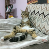 Tekir Kedi, Kedi  Margo fotoğrafı