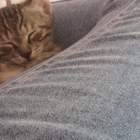 Tekir Kedi, Kedi  Çorap fotoğrafı