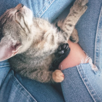 Tekir Kedi, Kedi  Çorap fotoğrafı