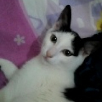 Tekir Kedi, Kedi  Liva fotoğrafı