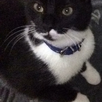 Tuxedo (Smokin) Kedi, Kedi  Gölge fotoğrafı