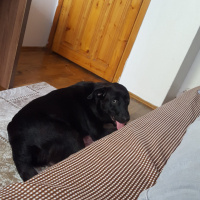 Labrador Retriever, Köpek  Rody fotoğrafı