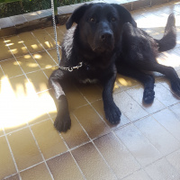 Labrador Retriever, Köpek  Rody fotoğrafı