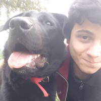 Labrador Retriever, Köpek  Rody fotoğrafı