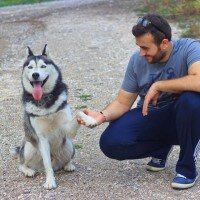 Sibirya Kurdu (Husky), Köpek  BULUT fotoğrafı