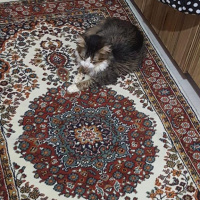Tekir Kedi, Kedi  Şanslı fotoğrafı