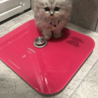 Chinchilla, Kedi  Liya fotoğrafı