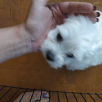 Maltese, Köpek  Maltese terier fotoğrafı