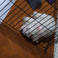 Maltese, Köpek  Maltese terier fotoğrafı