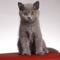 British Shorthair, Kedi  Casper fotoğrafı