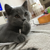 British Shorthair, Kedi  Casper fotoğrafı