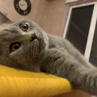 British Shorthair, Kedi  Casper fotoğrafı