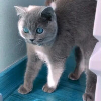 British Shorthair, Kedi  Casper fotoğrafı