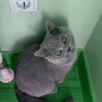 British Shorthair, Kedi  Casper fotoğrafı