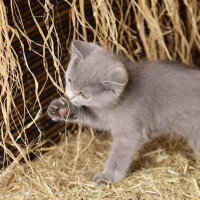 British Shorthair, Kedi  Casper fotoğrafı