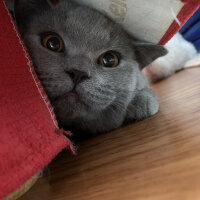 British Shorthair, Kedi  Casper fotoğrafı