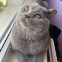 British Shorthair, Kedi  Casper fotoğrafı