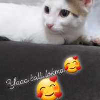 Tekir Kedi, Kedi  Pars fotoğrafı