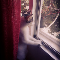 Van Kedisi, Kedi  Benli ayse fotoğrafı