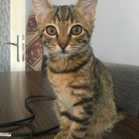 Tekir Kedi, Kedi  Elizabeth fotoğrafı