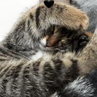 Tekir Kedi, Kedi  Avcı fotoğrafı