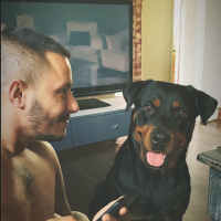 Rottweiler, Köpek  Venüs fotoğrafı