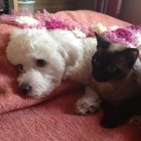 Maltese, Köpek  Bony fotoğrafı