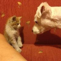 Maltese, Köpek  Bony fotoğrafı