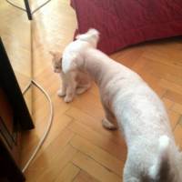 Maltese, Köpek  Bony fotoğrafı