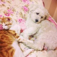 Maltese, Köpek  Bony fotoğrafı