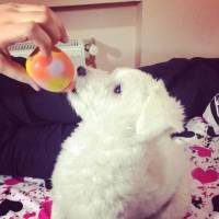 Maltese, Köpek  Bony fotoğrafı