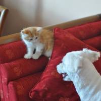 Maltese, Köpek  Bony fotoğrafı